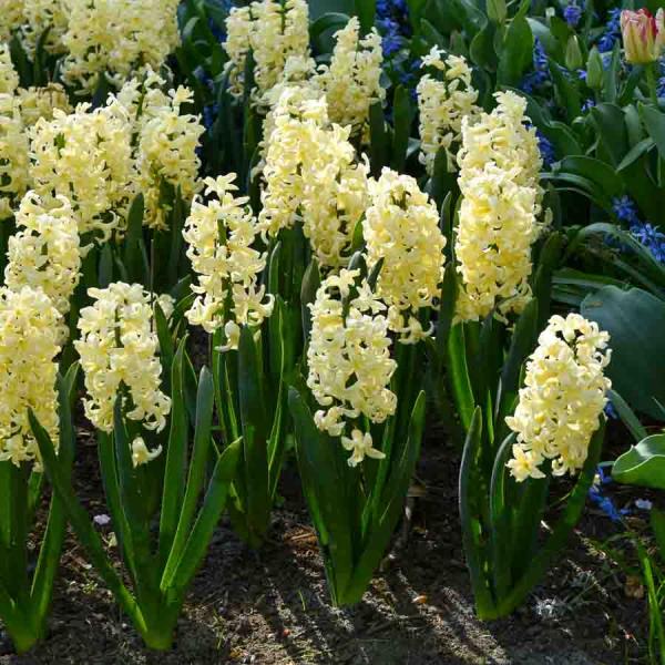 Bulbes à fleurs à planter à l'automne - Jacinthe City Of Haarlem (x3) - face recto